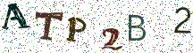 ATP2B2